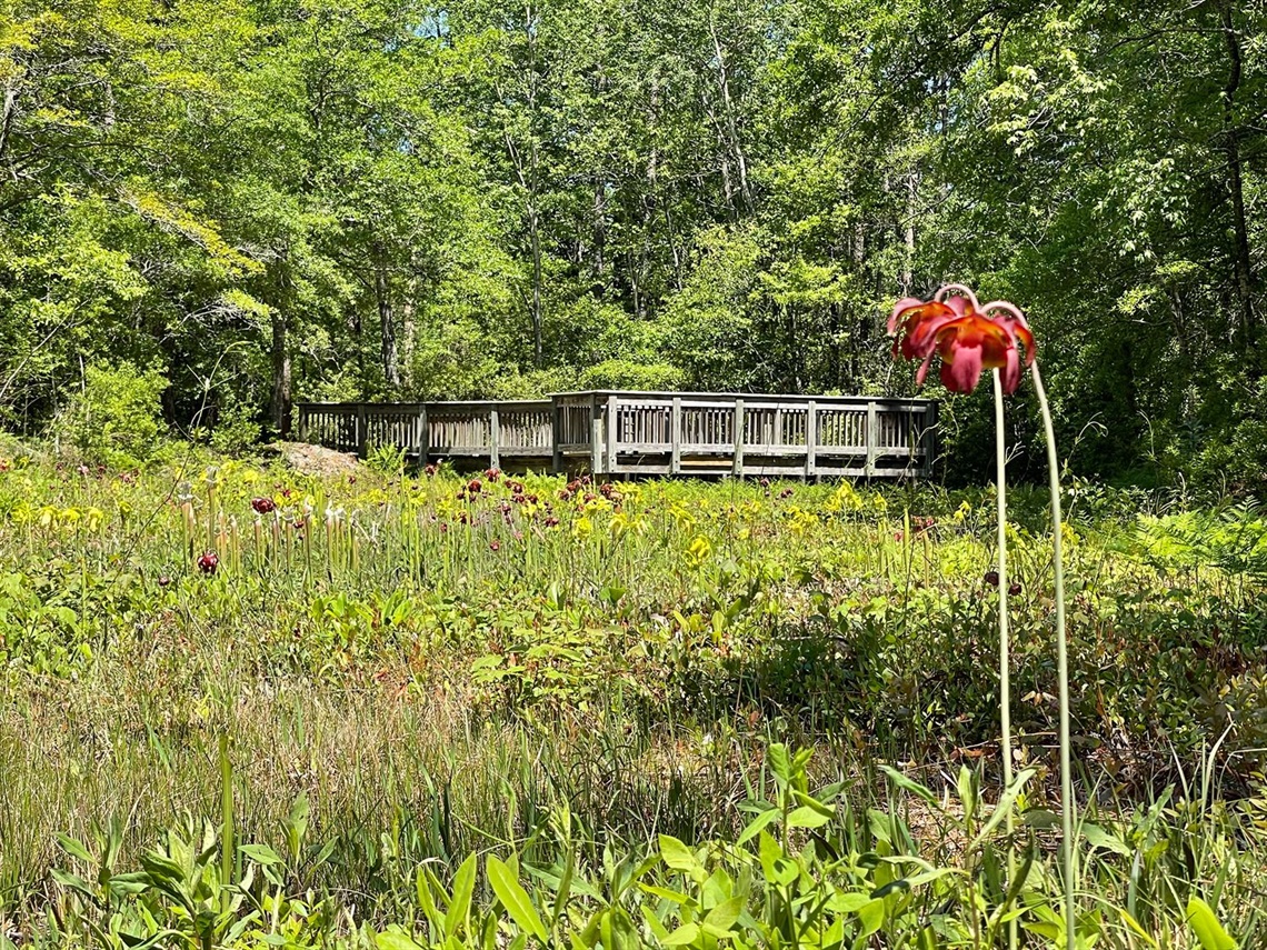 Carnivorous Plant Garden
