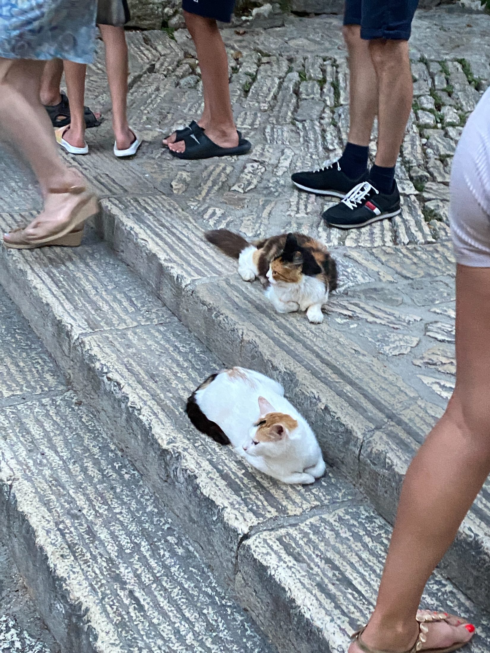 Rovinj, Croatia: Days 43-47